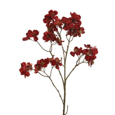 Kornoelje steker - Fluwelen kroonblad met gouden stempels - Rood